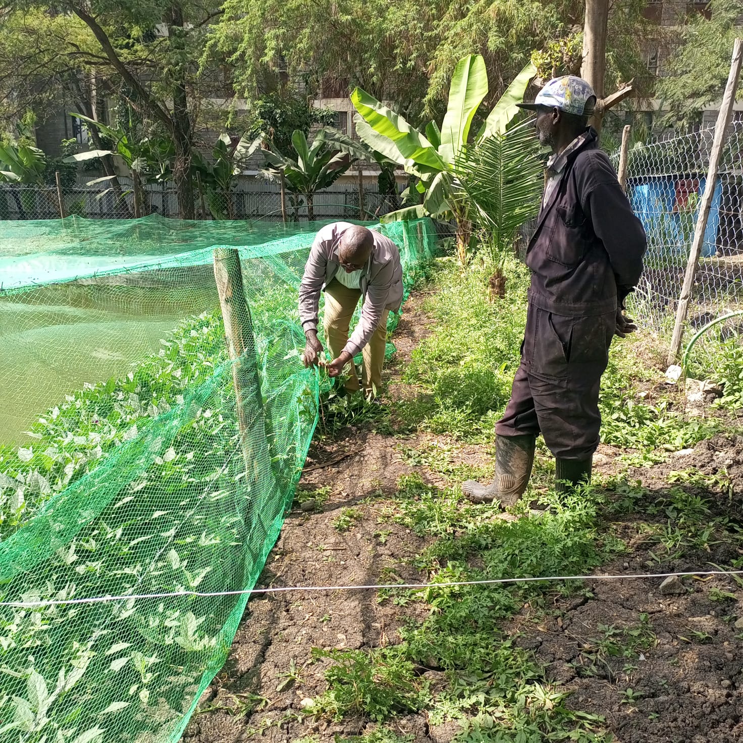 Growing Prosperity Through Integrated Farming: A Farmer's Journey in Ruai, Nairobi County