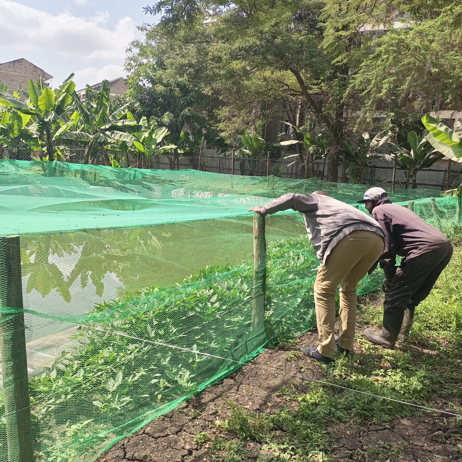 Growing Prosperity Through Integrated Farming: A Farmer's Journey in Ruai, Nairobi County