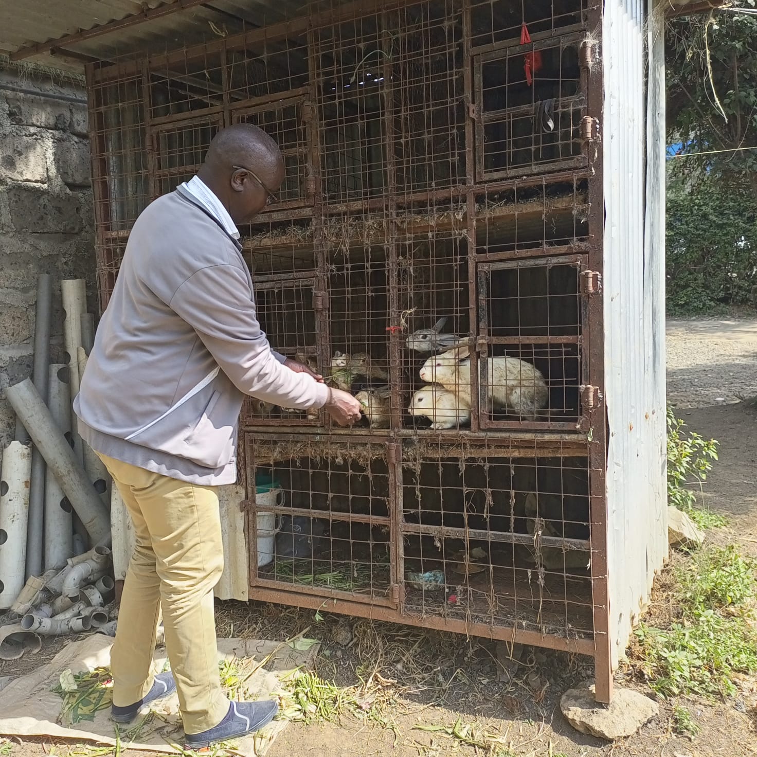Rabbit Farming: Small Livestock, Big Impact