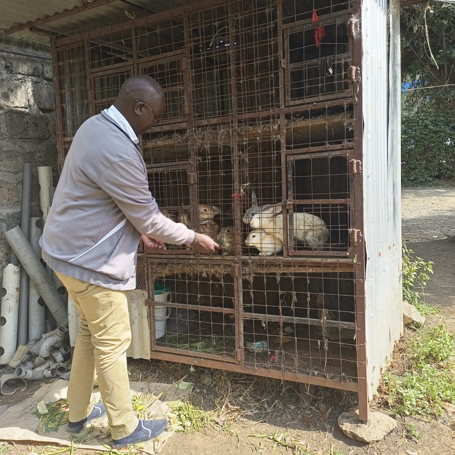 Rabbit Farming: Small Livestock, Big Impact